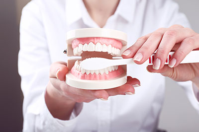 The image shows a person holding a dental model with an open mouth, displaying a set of artificial teeth and gums, which are commonly used for dental education or demonstration purposes.